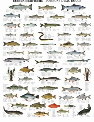 Plakat ferskvandsfisk