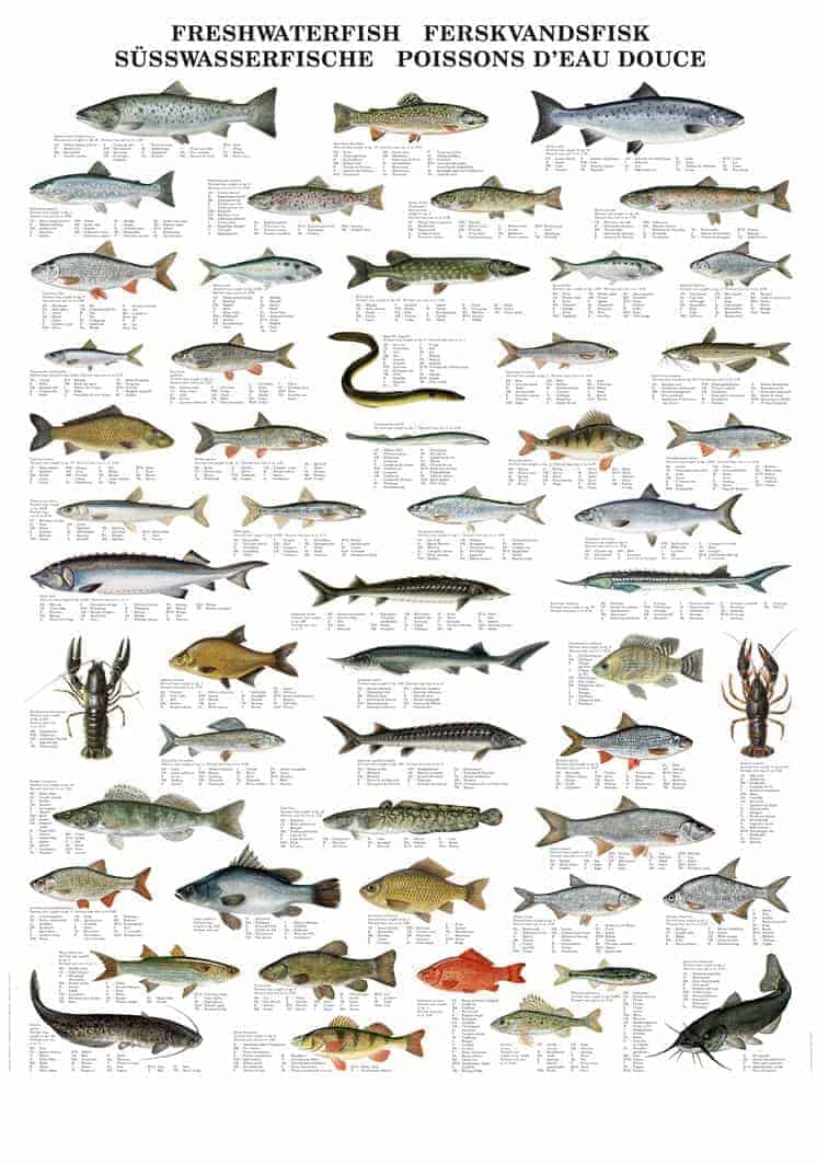 agitation Email podning Plakat ferskvandsfisk - Junior Grej klassiske natur plakater