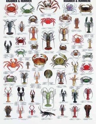 Plakat krabber hummere
