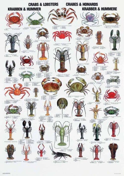 Plakat krabber hummere
