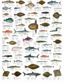 Plakat saltvandsfisk