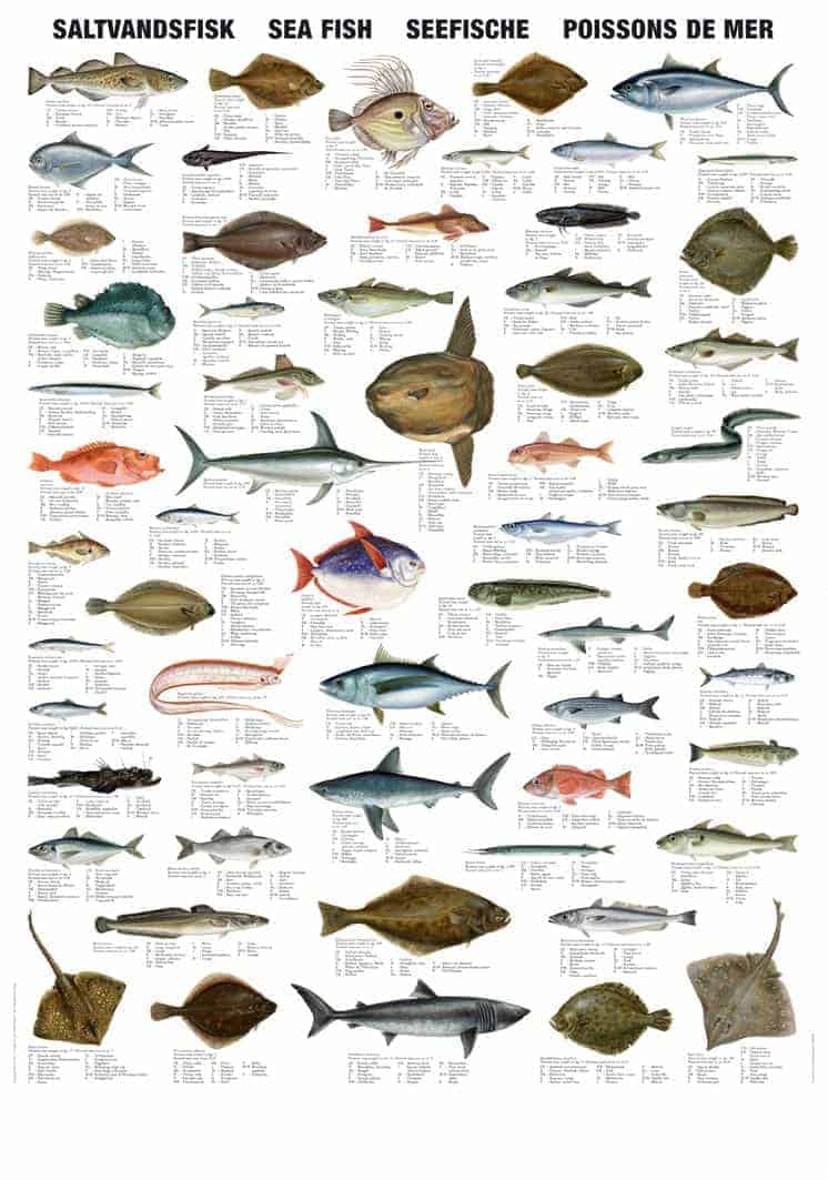 Plakat saltvandsfisk - Junior og -tøj til børn og