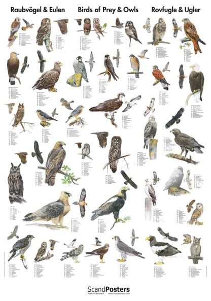 Plakat rovfugle og ugler